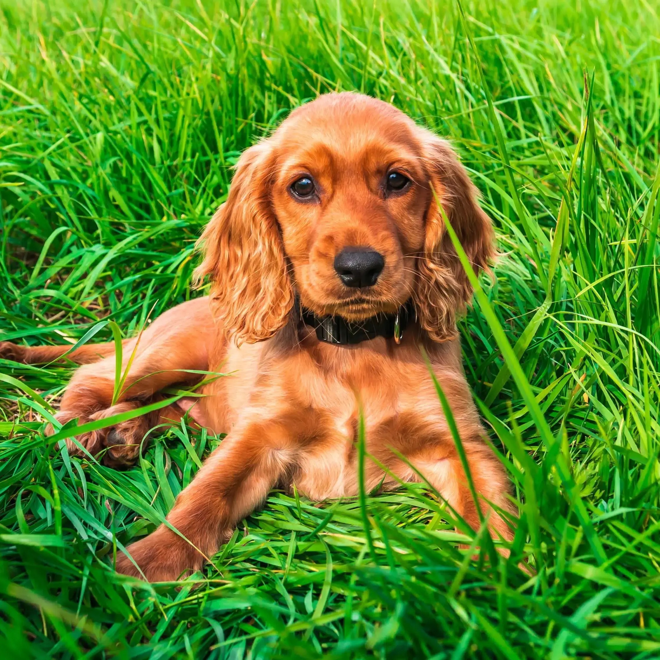 Cocker Spaniel Puppy
