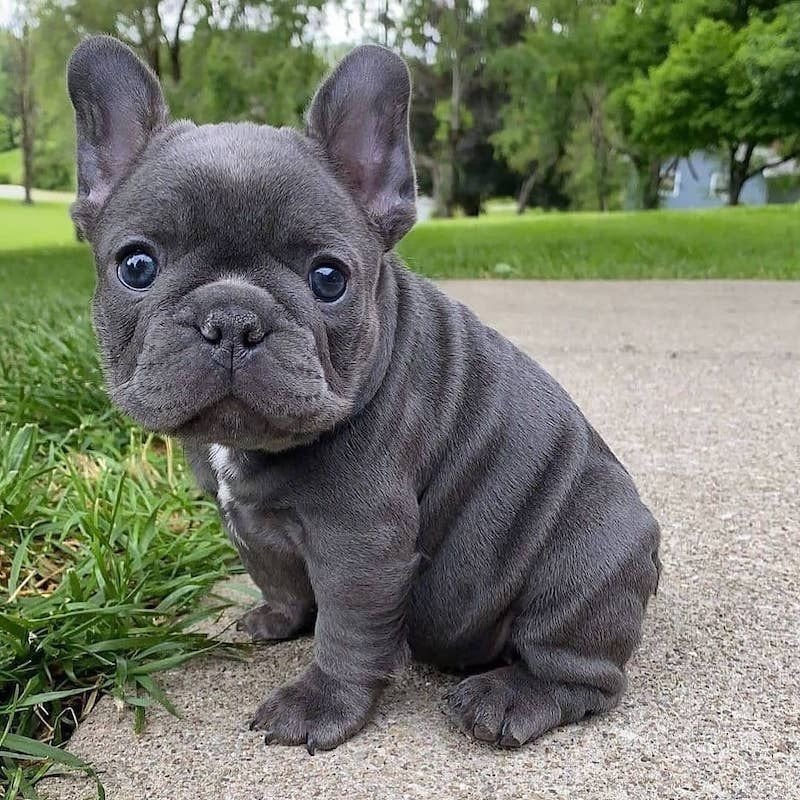 French Bulldog Puppy
