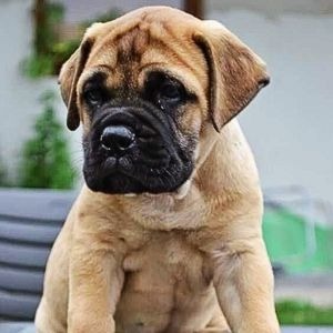 Bull Mastiff Puppy