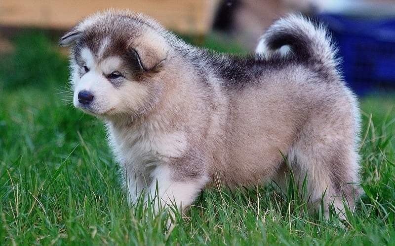 Alaskan Malamute Puppy