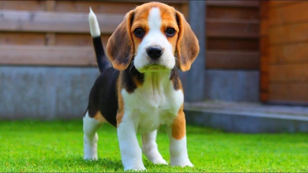 Beagle Puppy