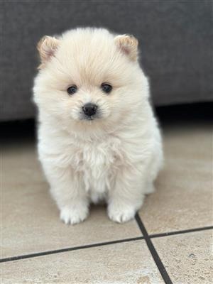 Toy Pom Puppy